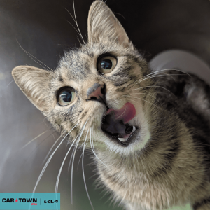 Website Pet Pictures(469)