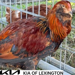 Website Pet Pictures(470)