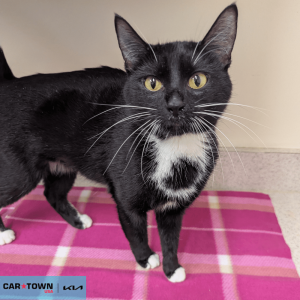 Website Pet Pictures(471)