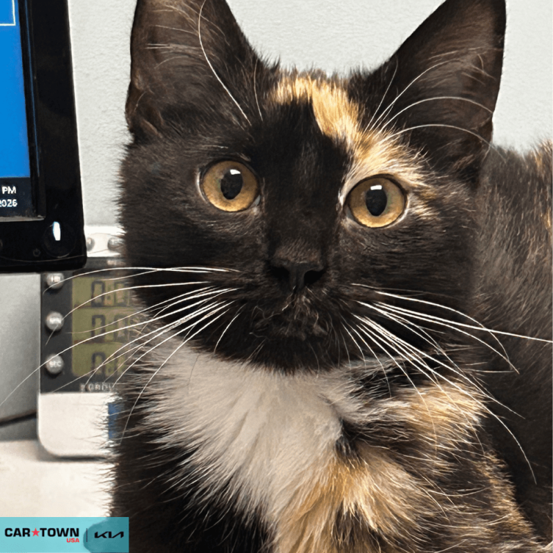 Website Pet Pictures(473)