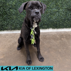 Website Pet Pictures(476)