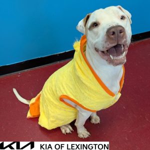 Website Pet Pictures(48)