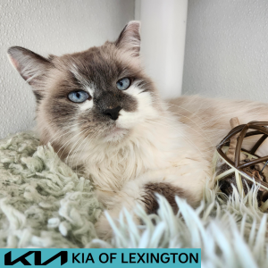 Website Pet Pictures(487)