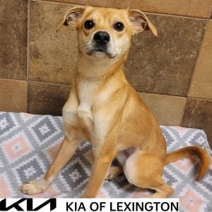 Website Pet Pictures(488)