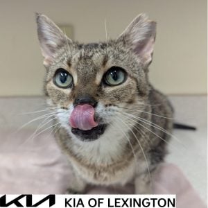 Website Pet Pictures(49)