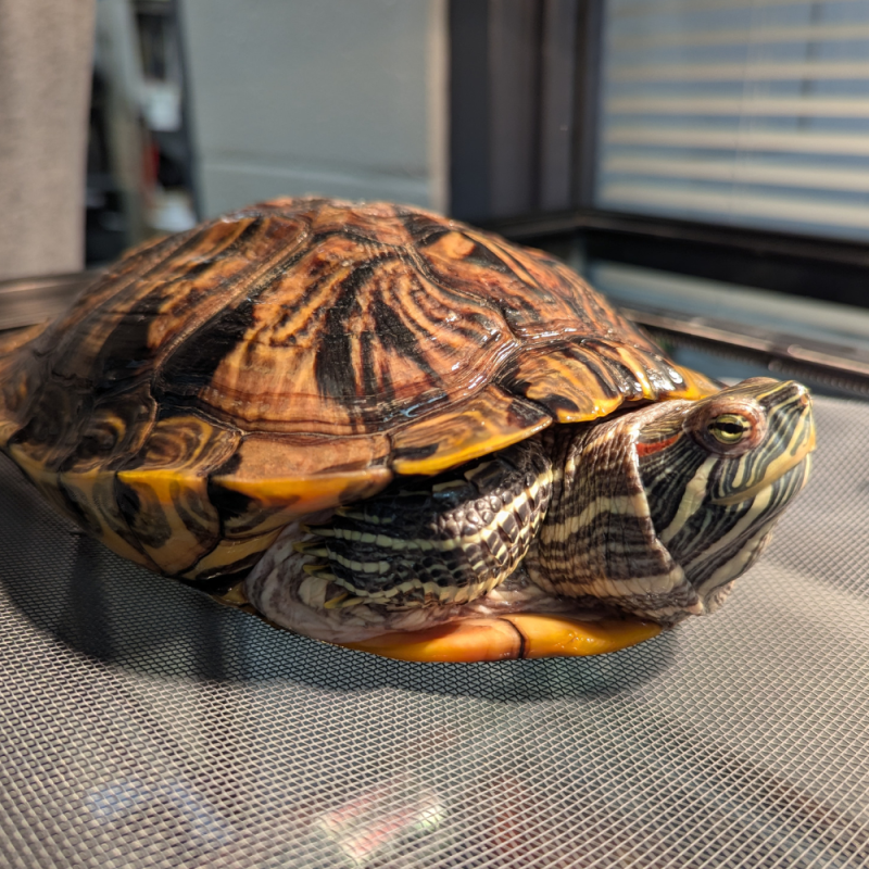 Website Pet Pictures(490)
