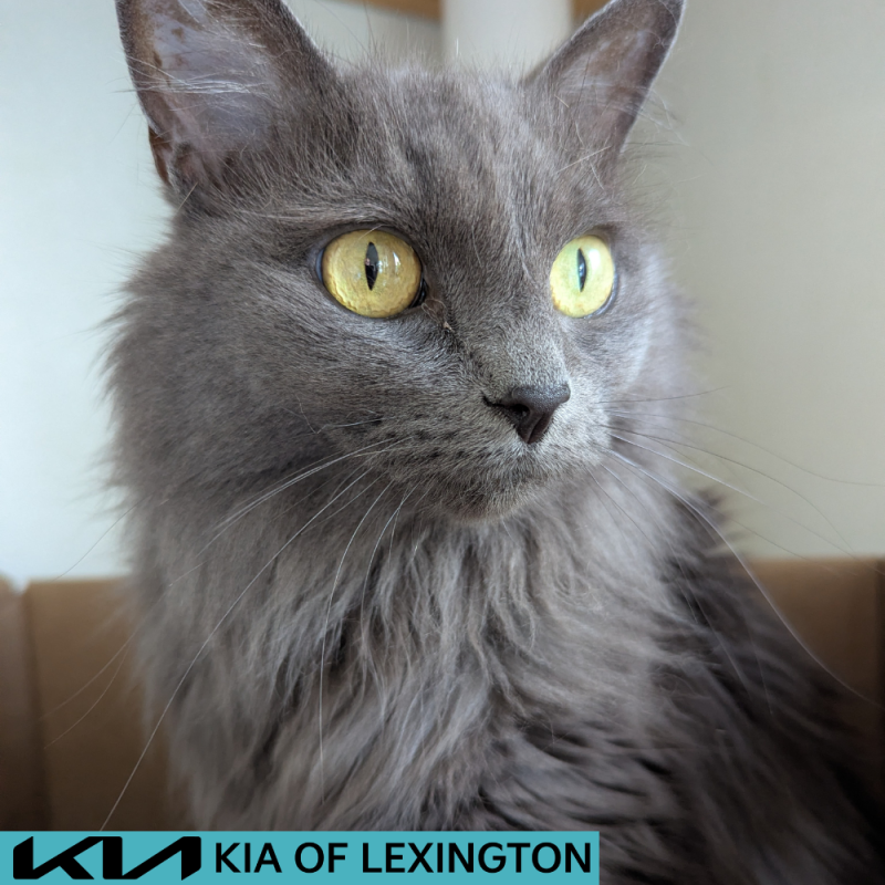 Website Pet Pictures(495)