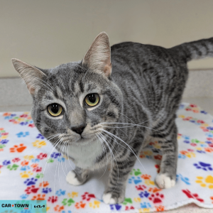 Website Pet Pictures(5)