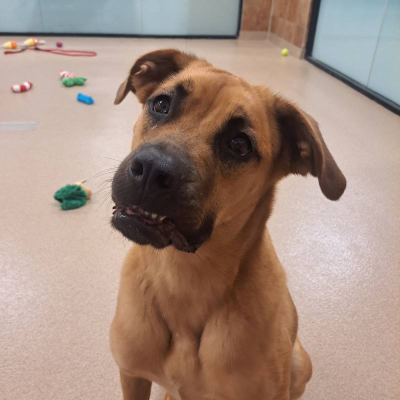 Website Pet Pictures(5)
