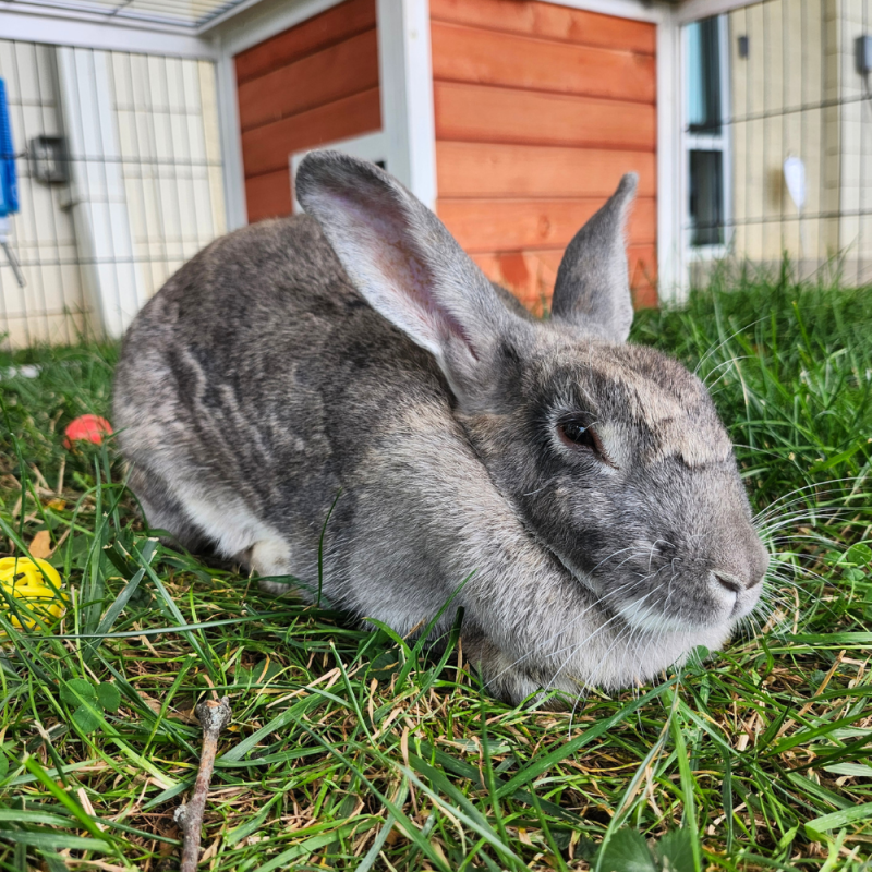 Website Pet Pictures(501)