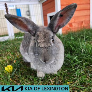 Website Pet Pictures(502)