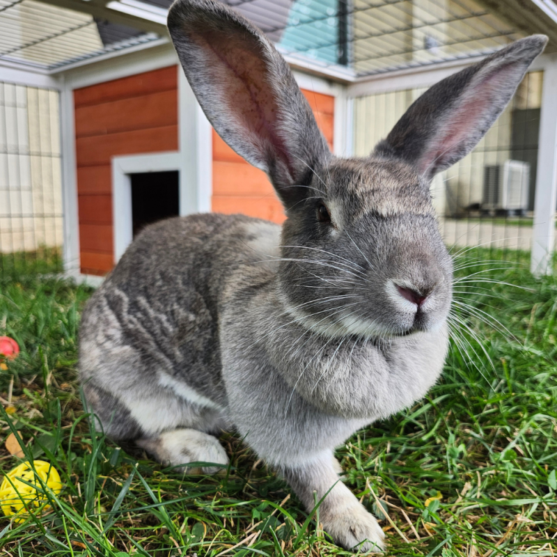 Website Pet Pictures(503)