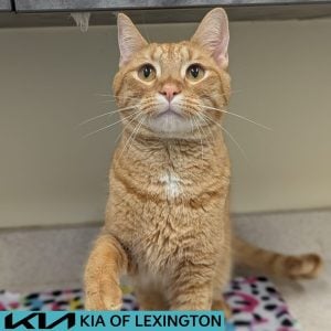 Website Pet Pictures(507)