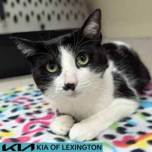 Website Pet Pictures(511)