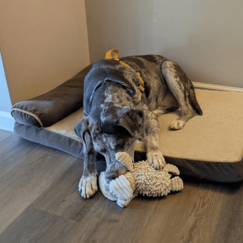 Website Pet Pictures(52)