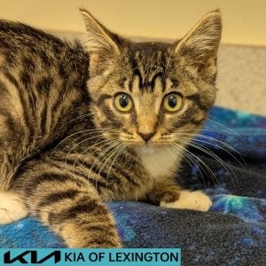 Website Pet Pictures(525)