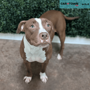 Website Pet Pictures(53)