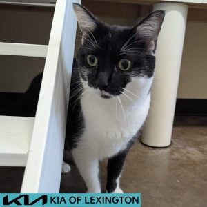 Website Pet Pictures(532)
