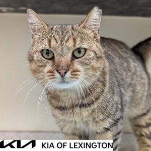 Website Pet Pictures(533)