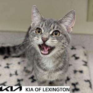 Website Pet Pictures(536)