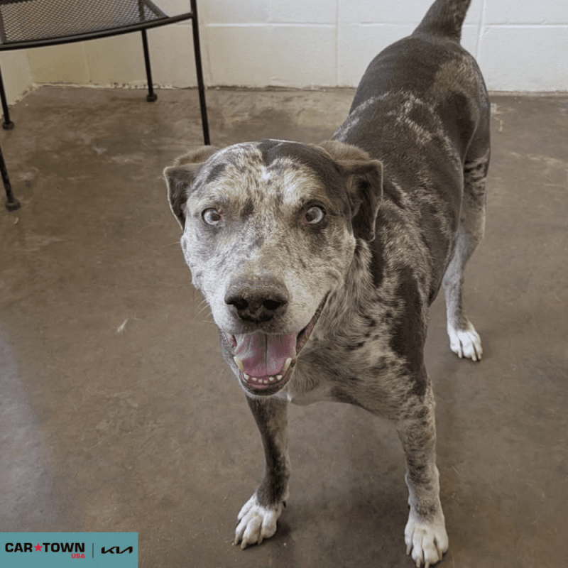 Website Pet Pictures(54)