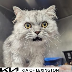 Website Pet Pictures(54)