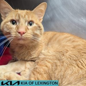 Website Pet Pictures(55)