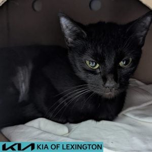 Website Pet Pictures(56)