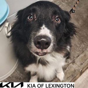 Website Pet Pictures(564)