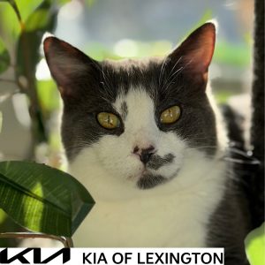 Website Pet Pictures(567)