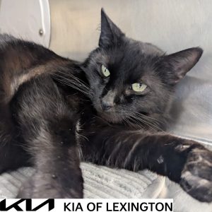 Website Pet Pictures(57)