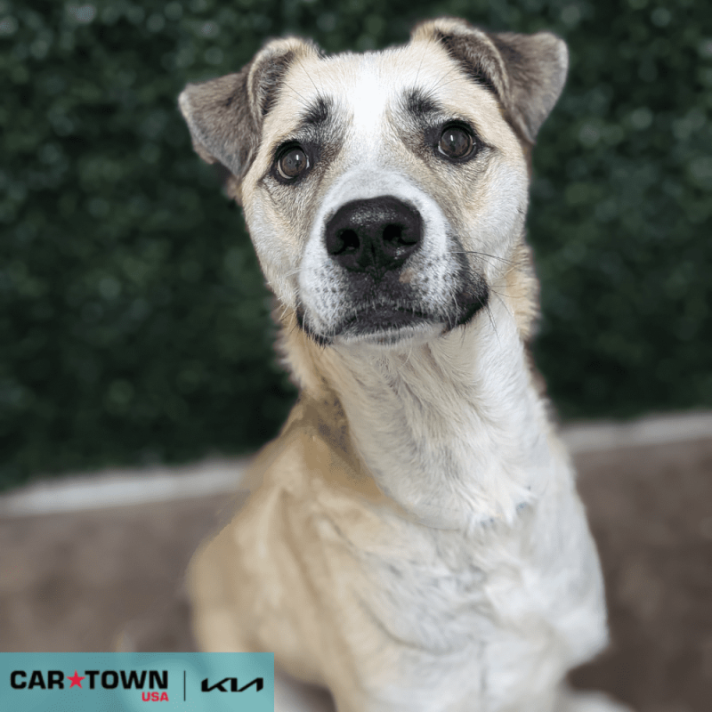 Website Pet Pictures(571)