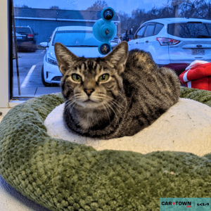 Website Pet Pictures(58)