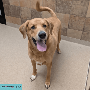 Website Pet Pictures(6)