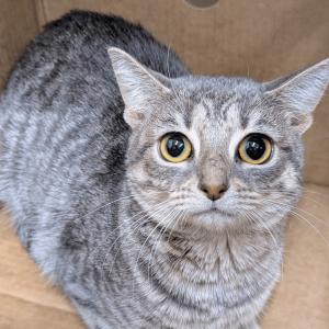 Website Pet Pictures(6)