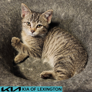 Website Pet Pictures(6)