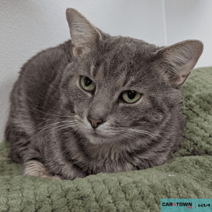 Website Pet Pictures(61)