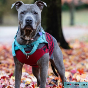 Website Pet Pictures(65)