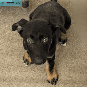 Website Pet Pictures(654)