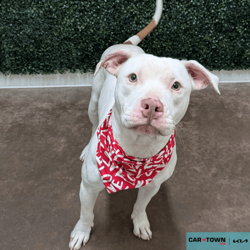 Website Pet Pictures(657)