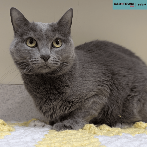 Website Pet Pictures(663)