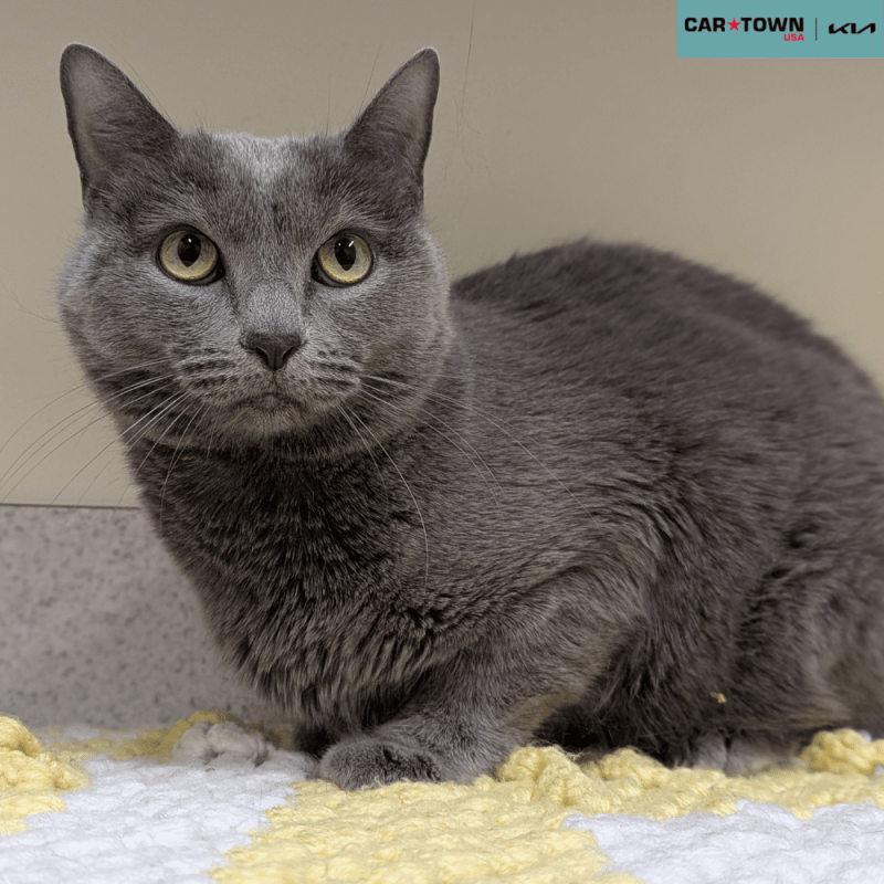 Website Pet Pictures(663)