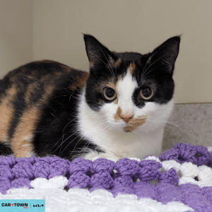 Website Pet Pictures(672)