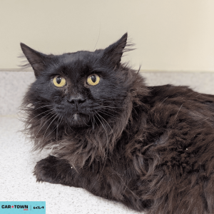 Website Pet Pictures(676)