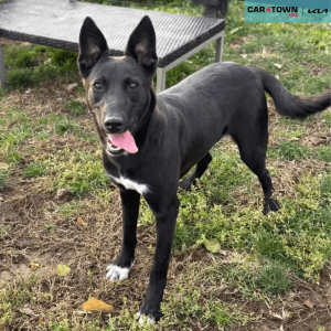 Website Pet Pictures(68)