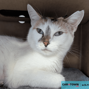 Website Pet Pictures(681)