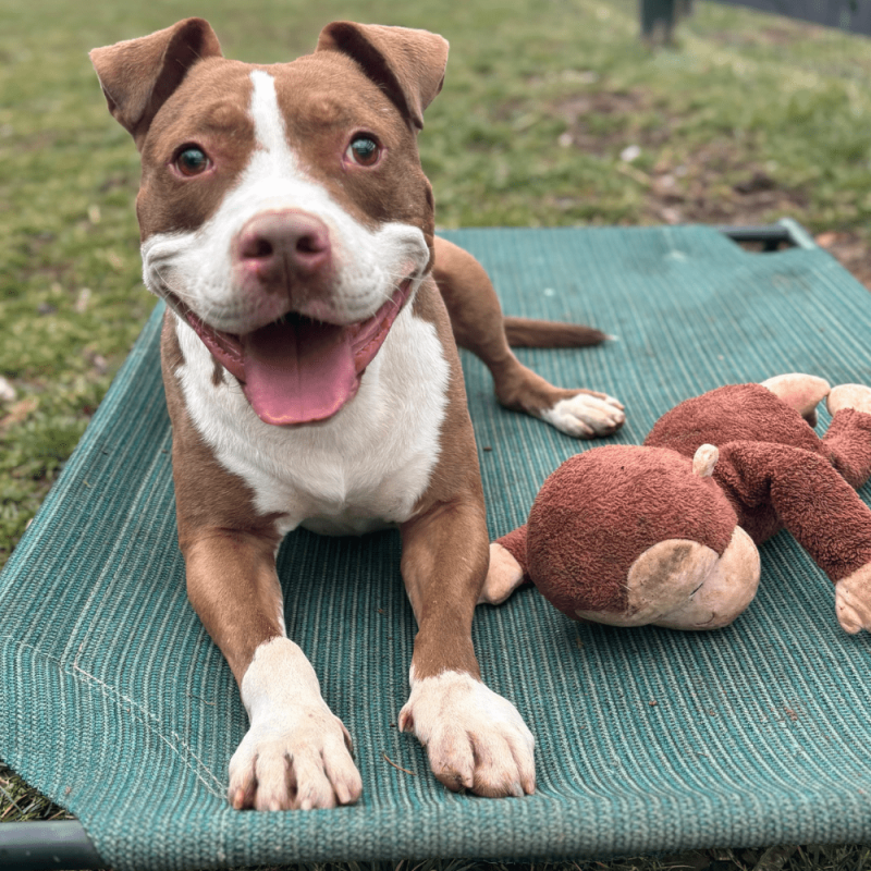 Website Pet Pictures(683)