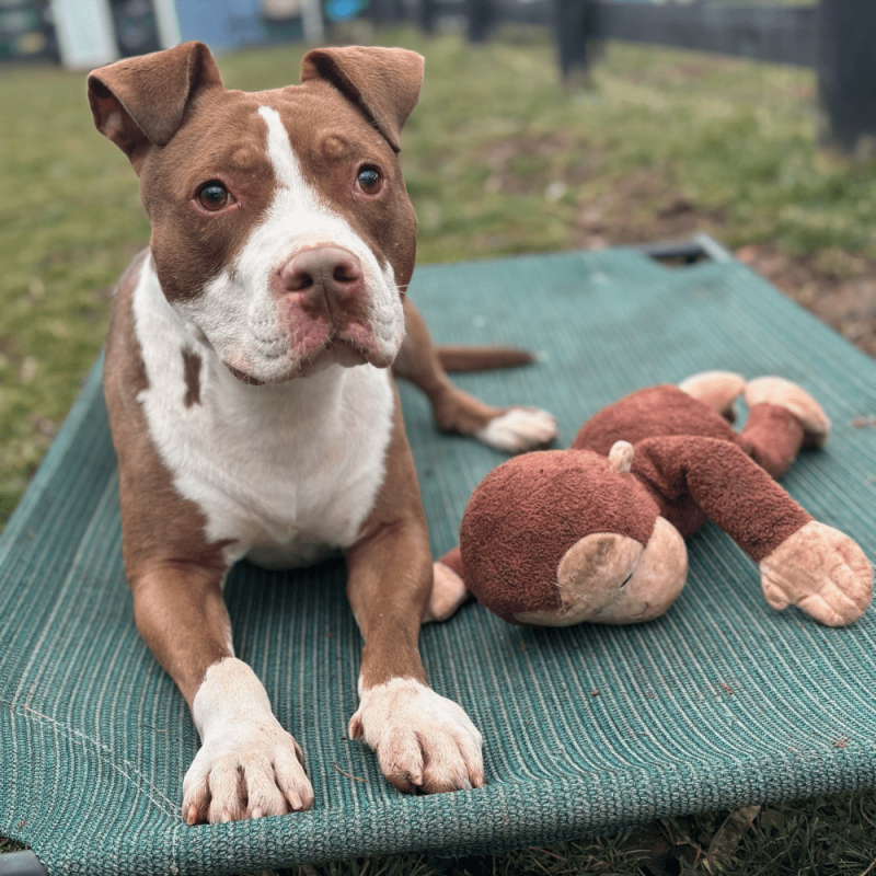 Website Pet Pictures(684)