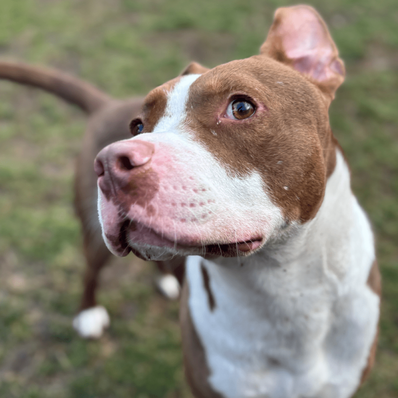 Website Pet Pictures(685)