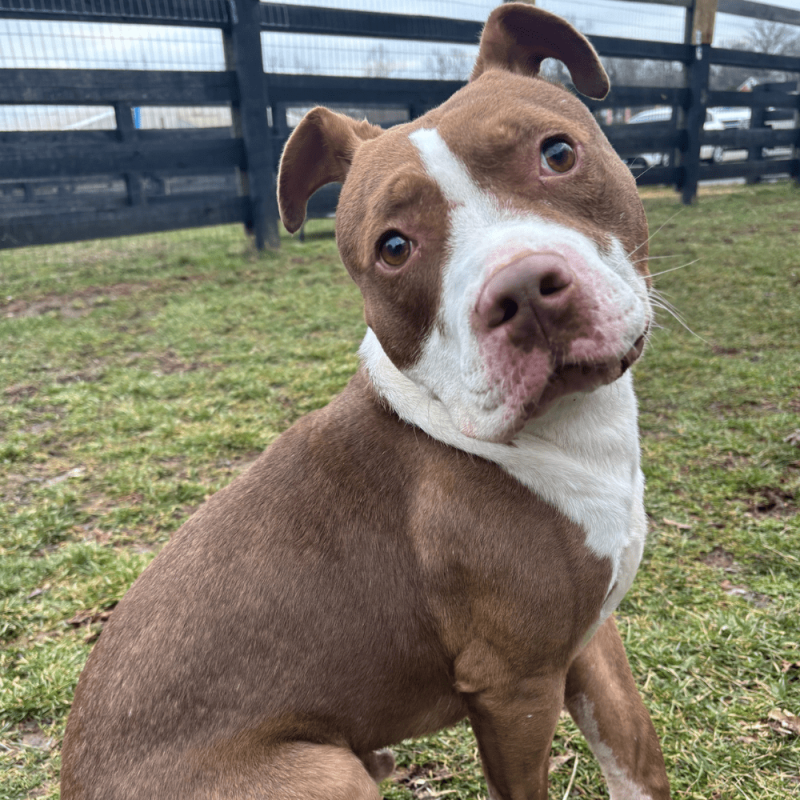 Website Pet Pictures(686)